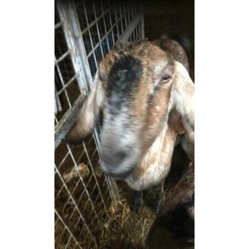 Nubische geit met twee boklammen
