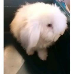 Te koop Teddy konijn