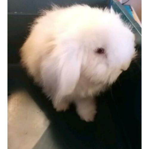 Te koop Teddy konijn
