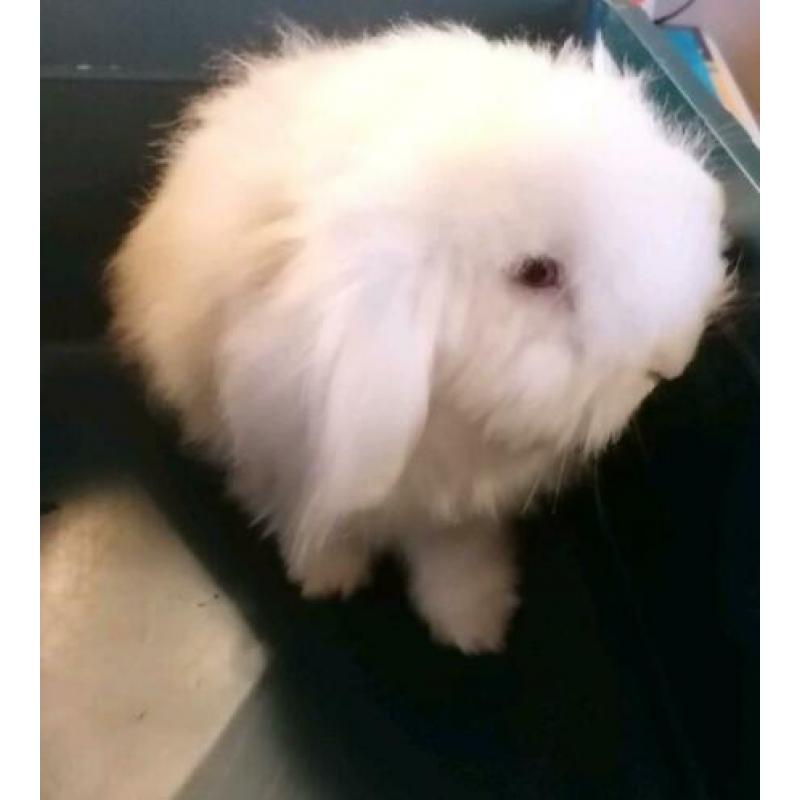 Te koop Teddy konijn