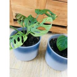 Kamerplanten monstera monkeymask ophalen in pot ?? 2 x