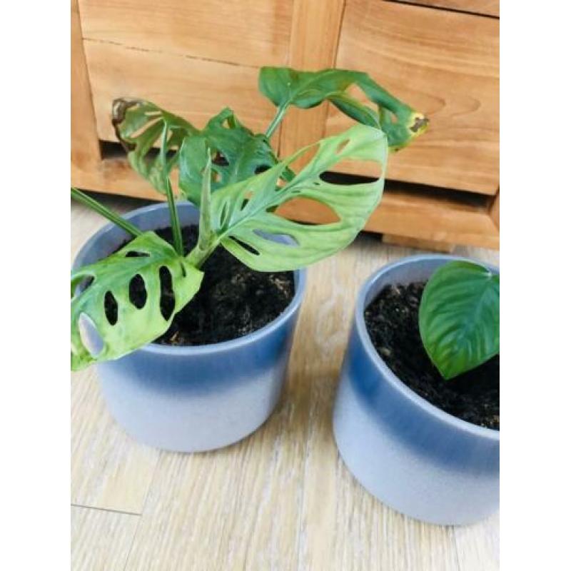 Kamerplanten monstera monkeymask ophalen in pot ?? 2 x