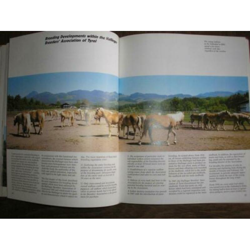 Paarden, Haftlinger Horses. Origins, Breeding and Careby
