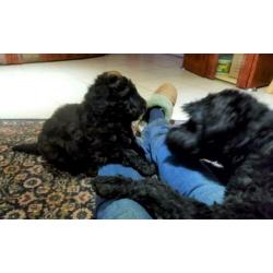 Lieve blije speelse pup. ,Bouvier x koningspoedel
