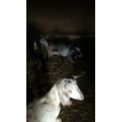 Nubische geit met twee boklammen