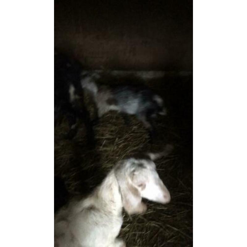 Nubische geit met twee boklammen