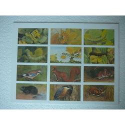 Herfst door Jac. P. Thijsse