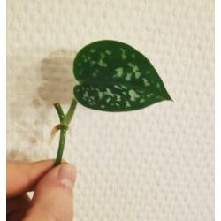 Scindapsus / Epipremnum Pictus stekjes / stekken! ????