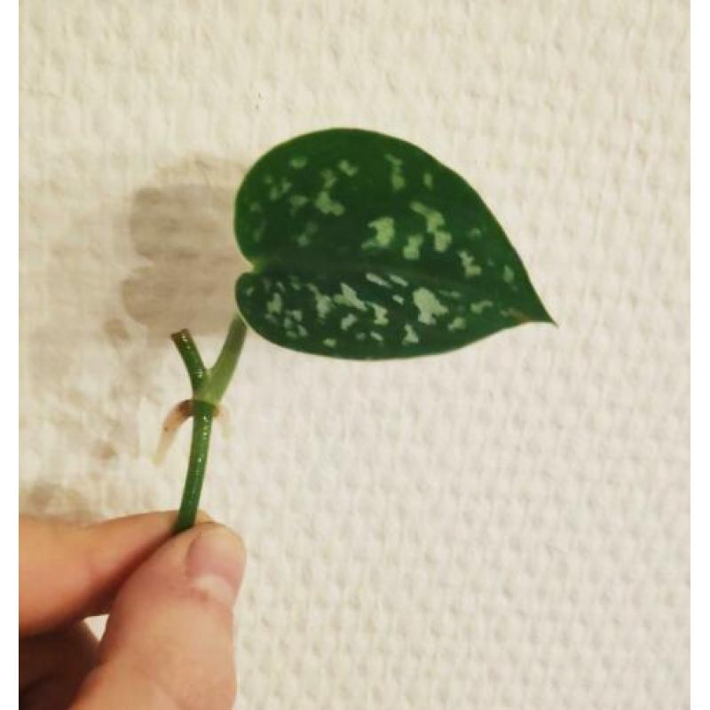 Scindapsus / Epipremnum Pictus stekjes / stekken! ????