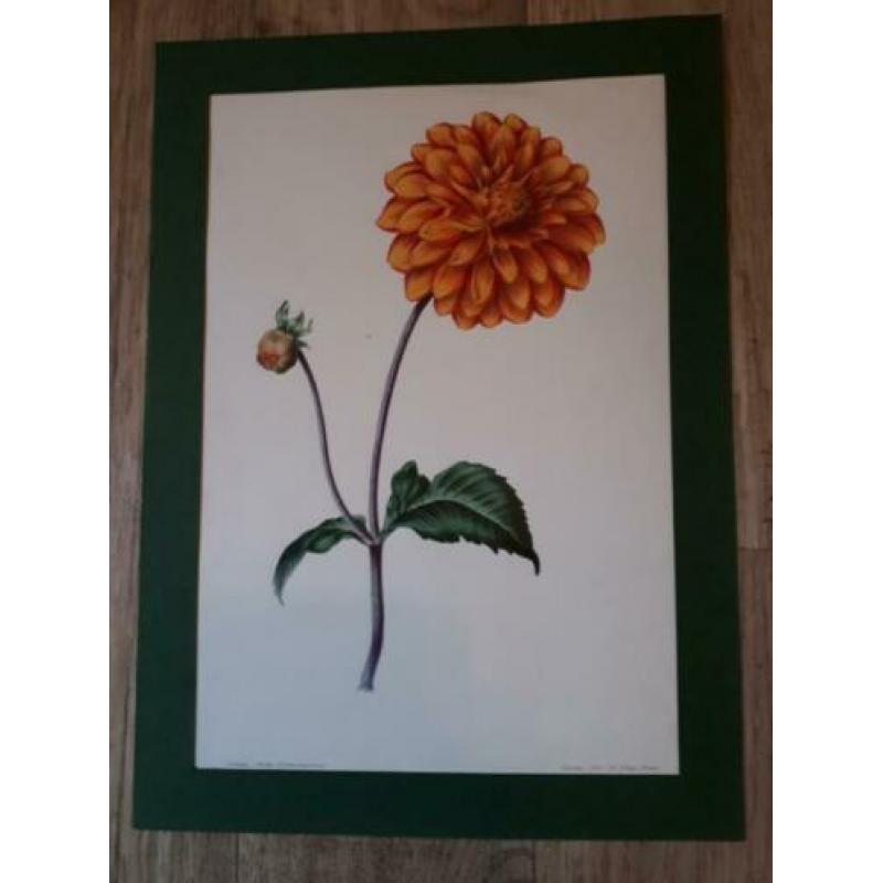 Bloem Dahlia Picta Formosissima Charles Tilt