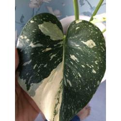monstera thai