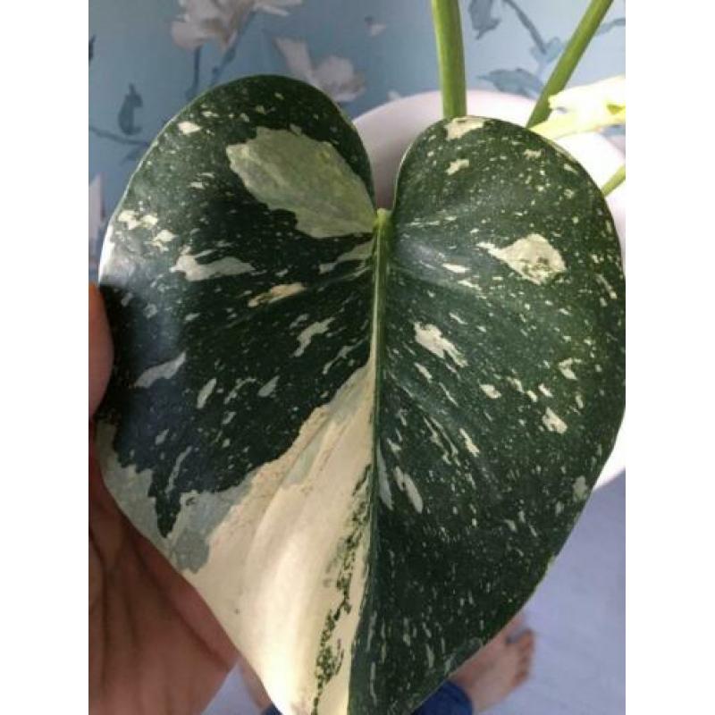 monstera thai