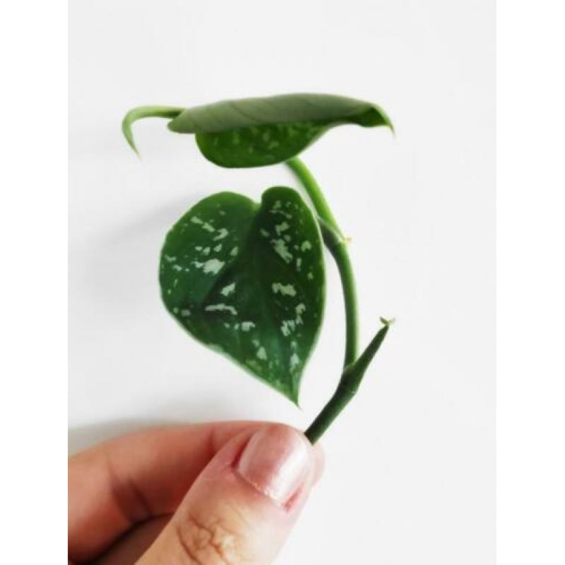 Scindapsus / Epipremnum Pictus stekjes / stekken! ????