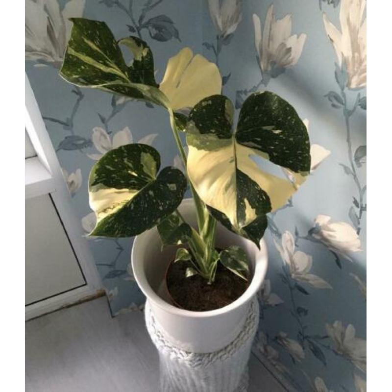 monstera thai