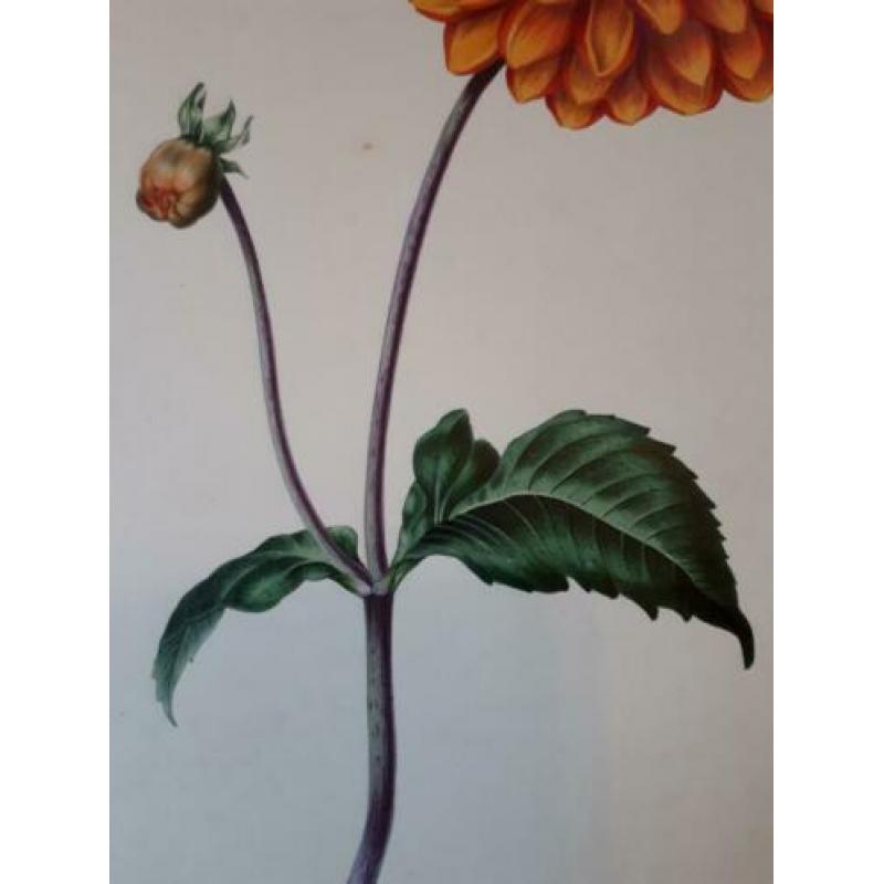 Bloem Dahlia Picta Formosissima Charles Tilt