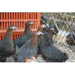 MaransKippen,Araucana,Amrock,Barnevelder,Welsumer,Sussex,NHB