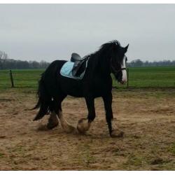Grote vriendelijke reus aangeboden