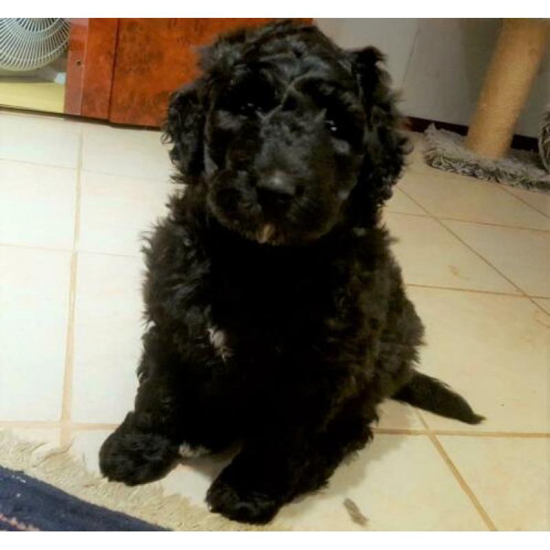 Lieve blije speelse pup. ,Bouvier x koningspoedel