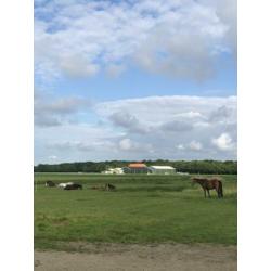 Paarden / pony stalling