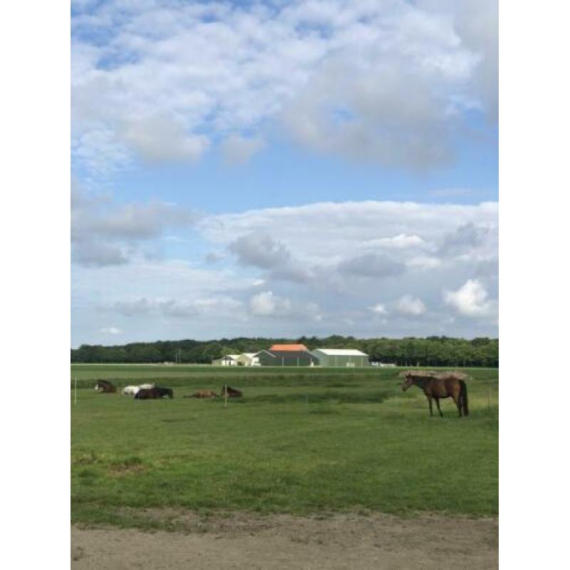 Paarden / pony stalling