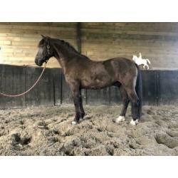 Mooi span D pony ruinen!