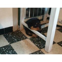Rottweiler pups met stamboom uit topwerklijn