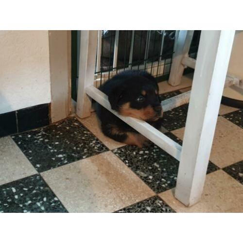 Rottweiler pups met stamboom uit topwerklijn
