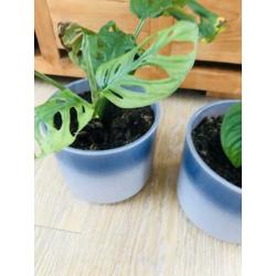 Kamerplanten monstera monkeymask ophalen in pot ?? 2 x
