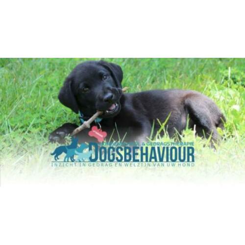 Hondenschool Dogsbehaviour Ypenburg, Den Haag & Zoetermeer