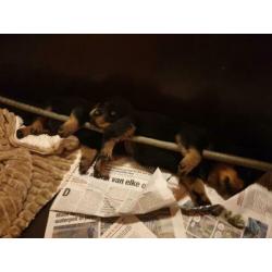 Rottweiler pups met stamboom uit topwerklijn