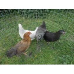 MaransKippen,Araucana,Amrock,Barnevelder,Welsumer,Sussex,NHB