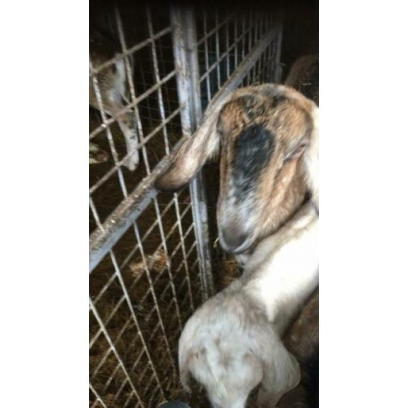 Nubische geit met twee boklammen