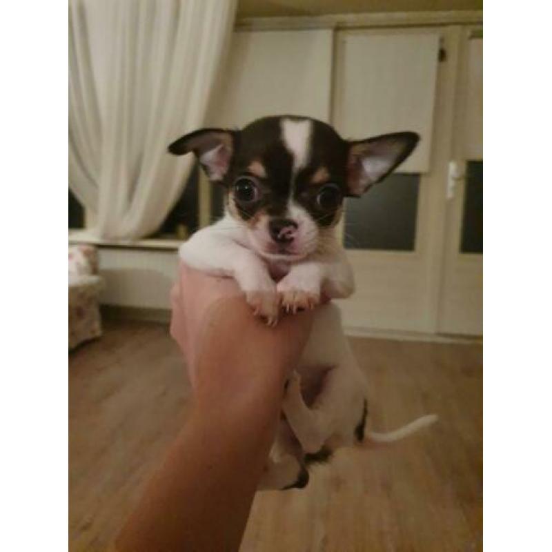 2 Chihuahua reutjes korthaar zeer klein