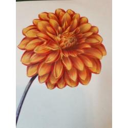 Bloem Dahlia Picta Formosissima Charles Tilt