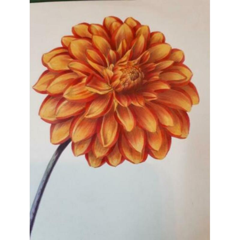 Bloem Dahlia Picta Formosissima Charles Tilt