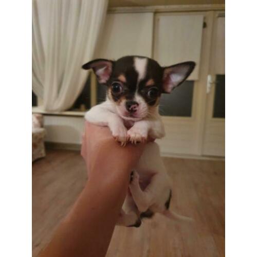 2 Chihuahua reutjes korthaar zeer klein