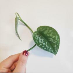 Scindapsus / Epipremnum Pictus stekjes / stekken! ????