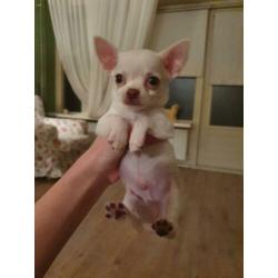 2 Chihuahua reutjes korthaar zeer klein