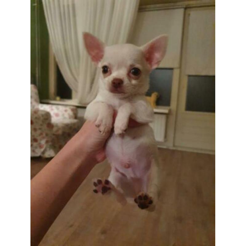 2 Chihuahua reutjes korthaar zeer klein