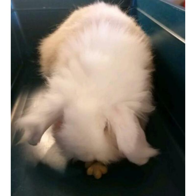 Te koop Teddy konijn