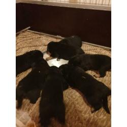 Rottweiler pups met stamboom uit topwerklijn