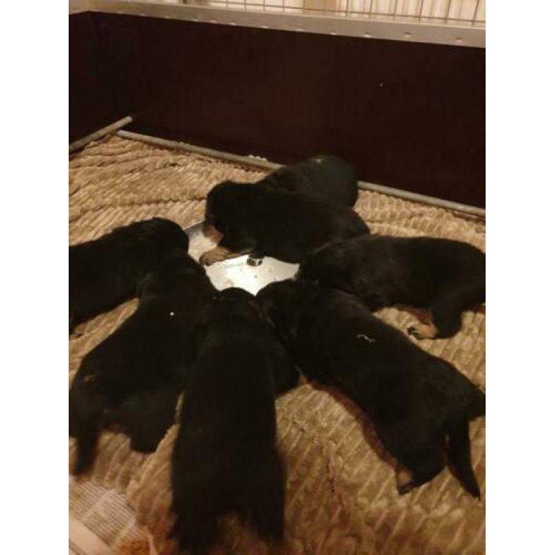 Rottweiler pups met stamboom uit topwerklijn