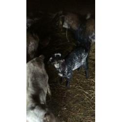 Nubische geit met twee boklammen