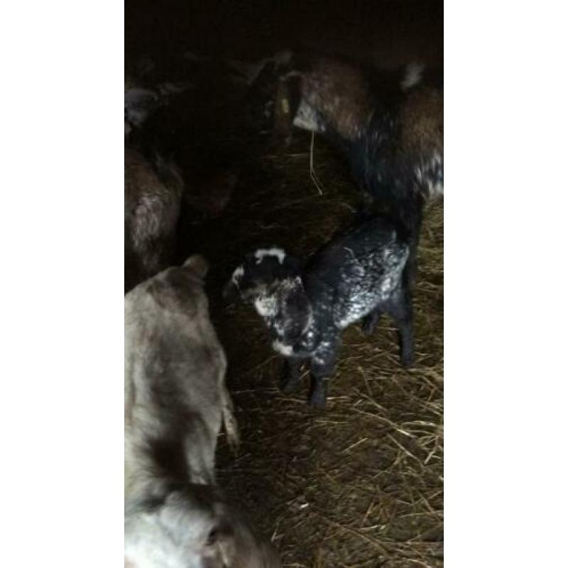 Nubische geit met twee boklammen