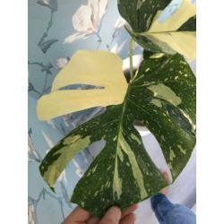 monstera thai