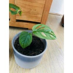 Kamerplanten monstera monkeymask ophalen in pot ?? 2 x