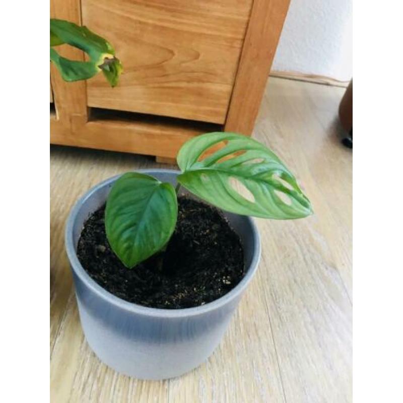 Kamerplanten monstera monkeymask ophalen in pot ?? 2 x