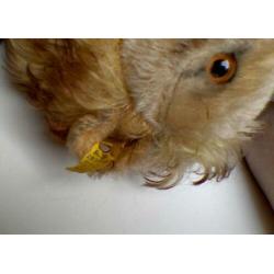 Zeer mooie originele vintage Steiff leeuw Leo Steif Teddy