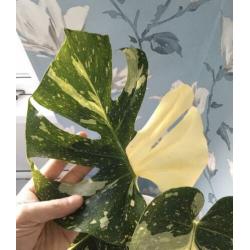 monstera thai