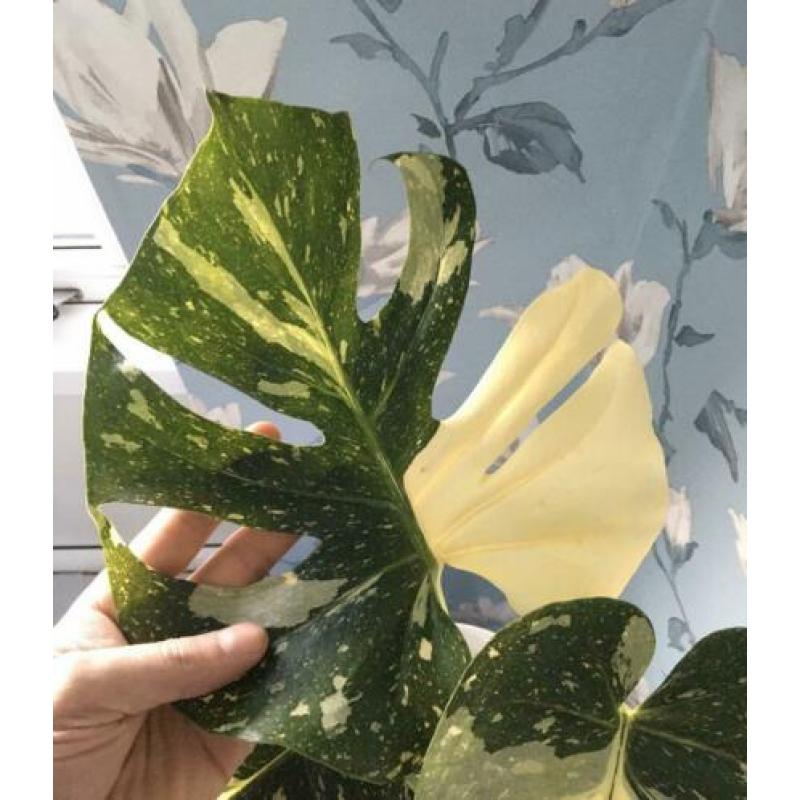 monstera thai